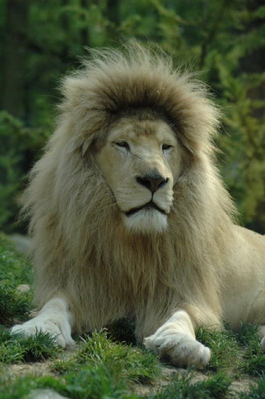 Lion blanc au zoo de beauval