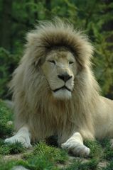 Lion blanc au zoo de beauval