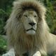 Lion blanc au zoo de beauval