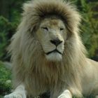 Lion blanc au zoo de beauval