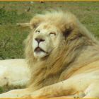 .. Lion blanc Somnolent..
