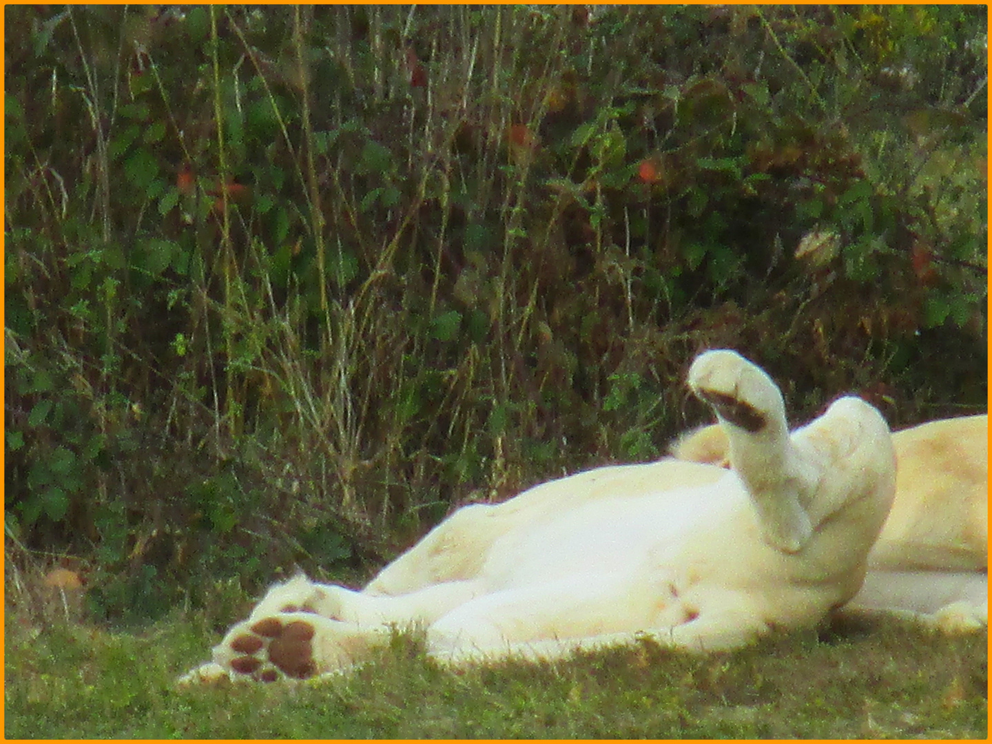 ..Lion blanc "zen" pendant la sieste..