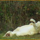 ..Lion blanc "zen" pendant la sieste..