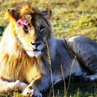 Lion blessé, Masaï Mara, Kenya