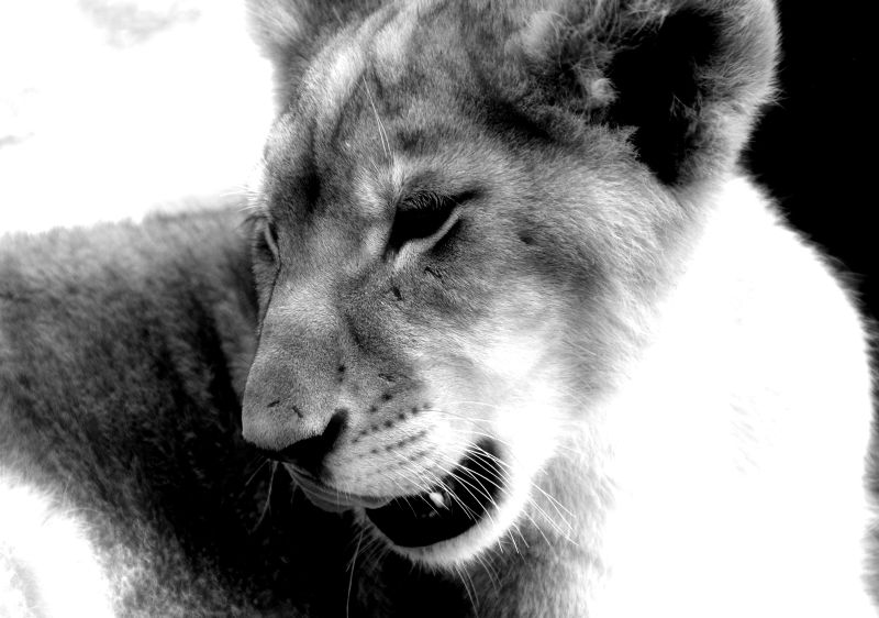 Lion B&W