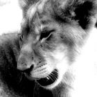 Lion B&W