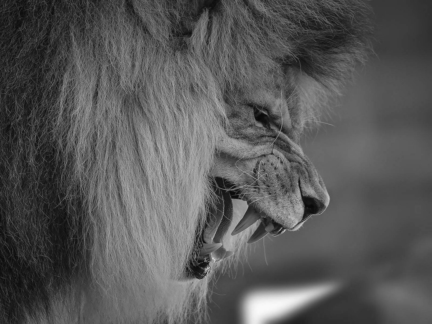 Lion - BW