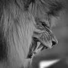 Lion - BW