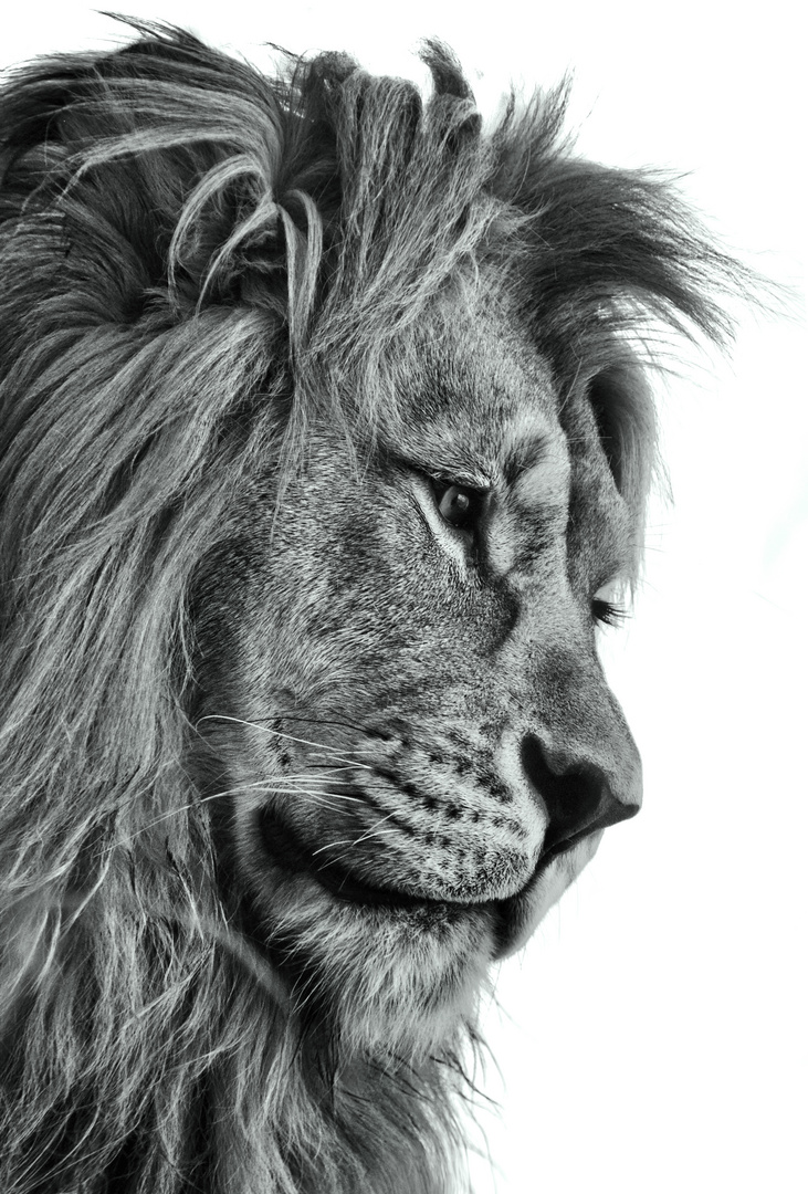 lion