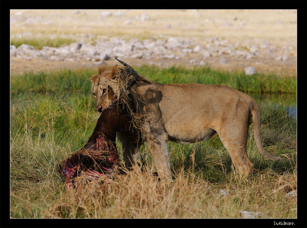 Lion catched Red Haartebiest