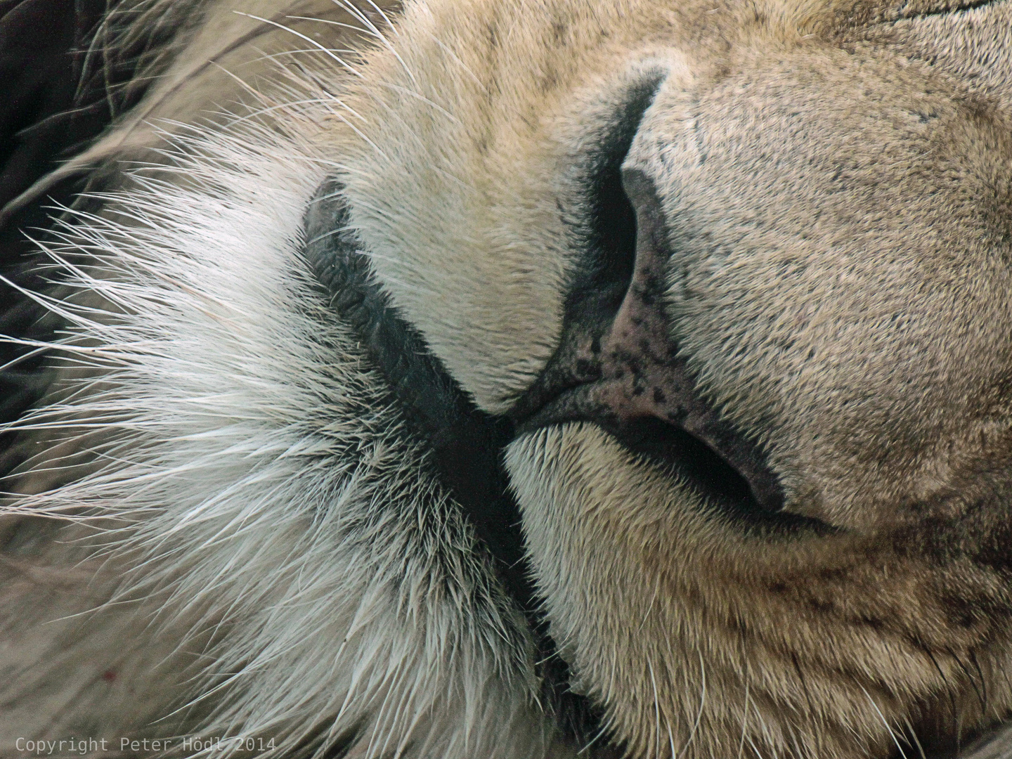Lion close-up 