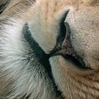 Lion close-up 