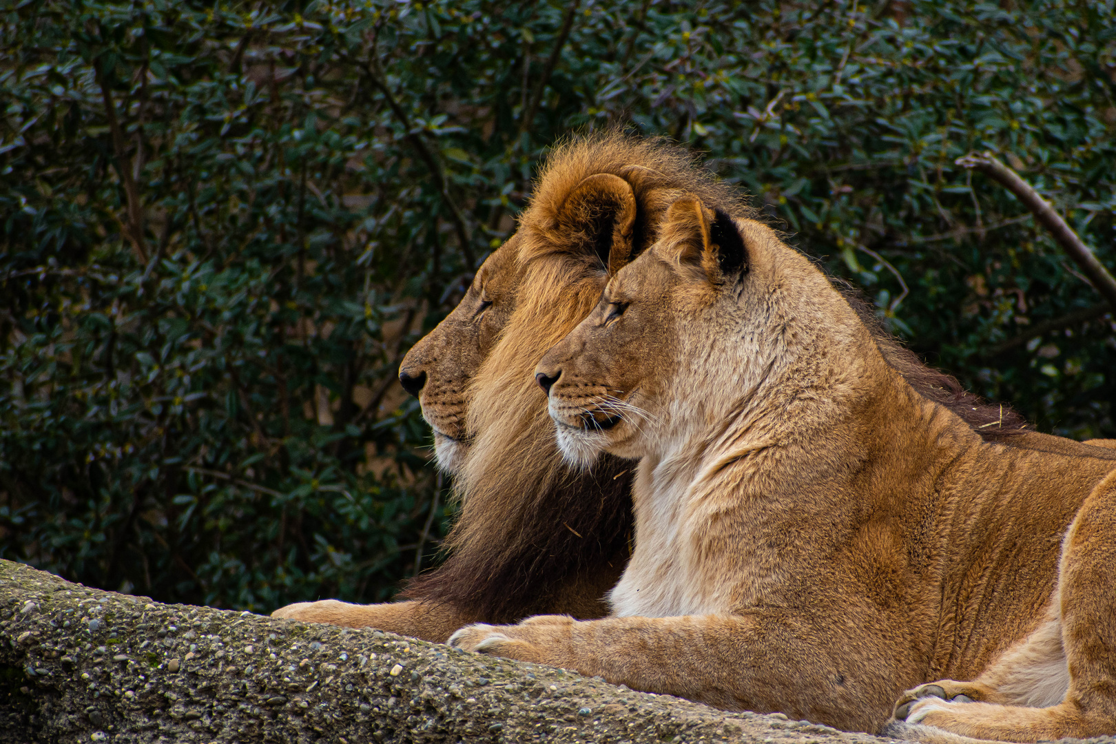 Lion couple