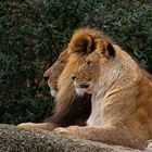 Lion couple