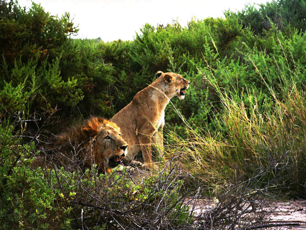 Lion couple