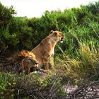 Lion couple