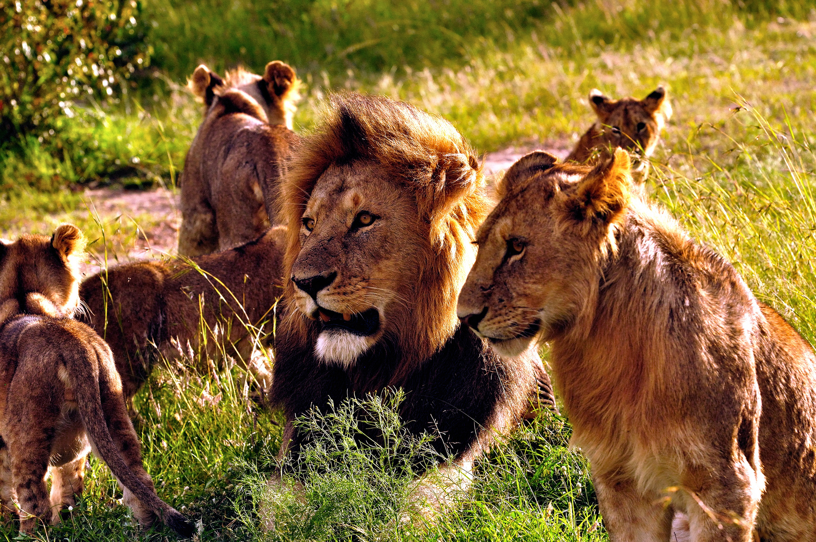 Lion couple with cubs, Masai Mara, Kenya