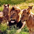 Lion couple with cubs, Masai Mara, Kenya