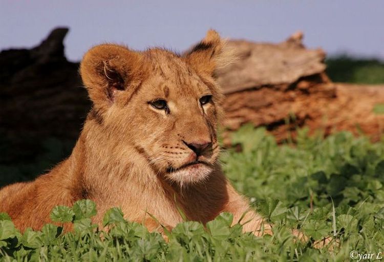 lion cub