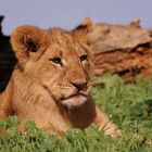 lion cub