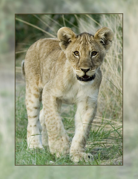 Lion Cub