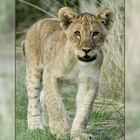 Lion Cub