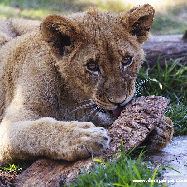 Lion Cub