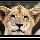 Lion Cub