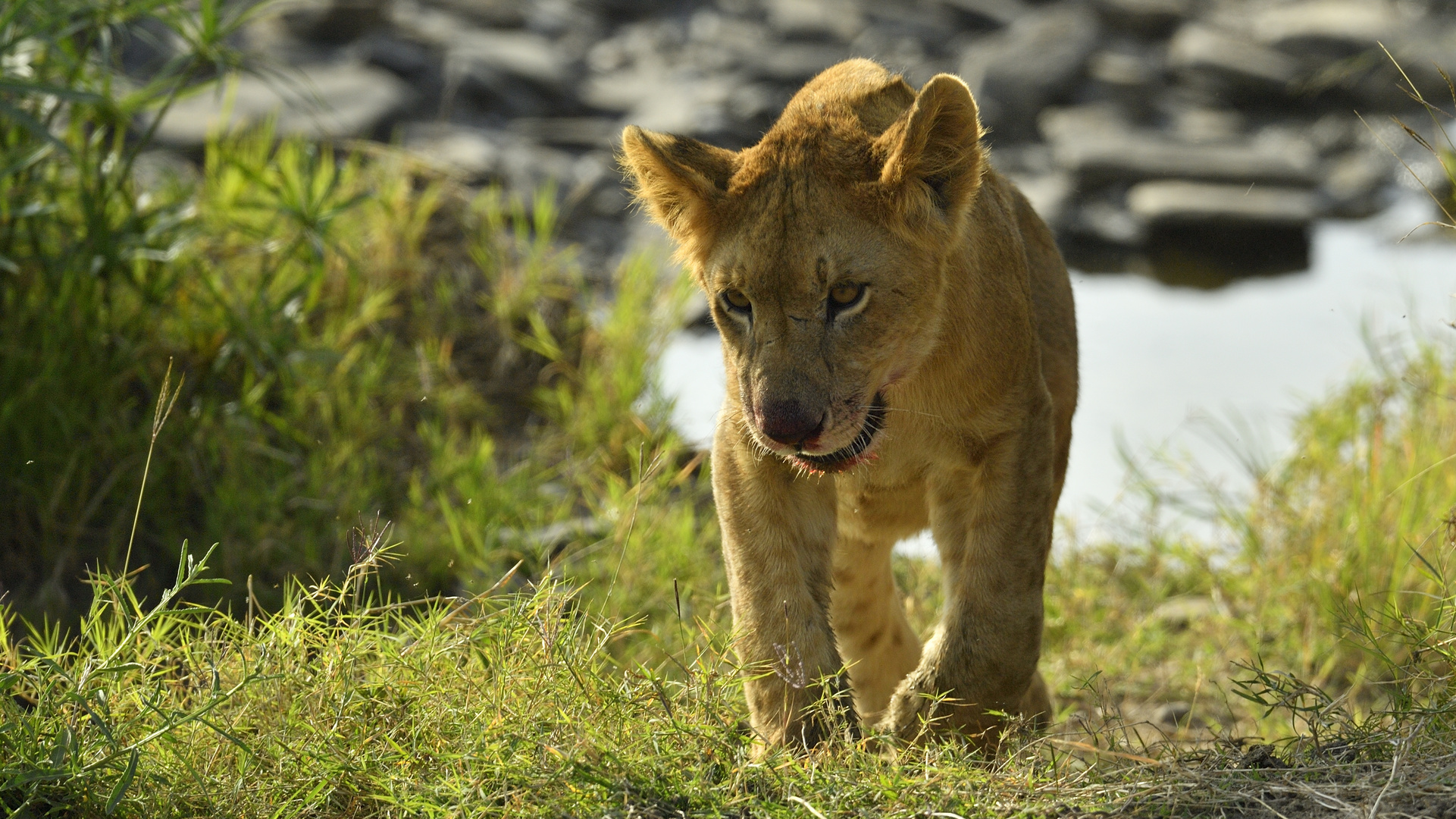 Lion Cub