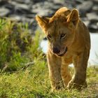 Lion Cub