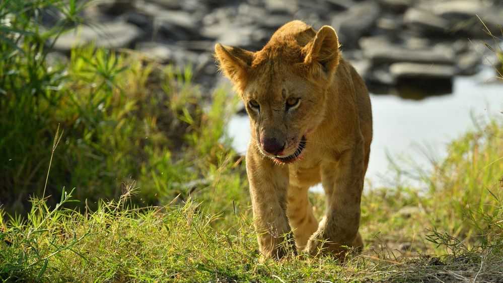 Lion Cub