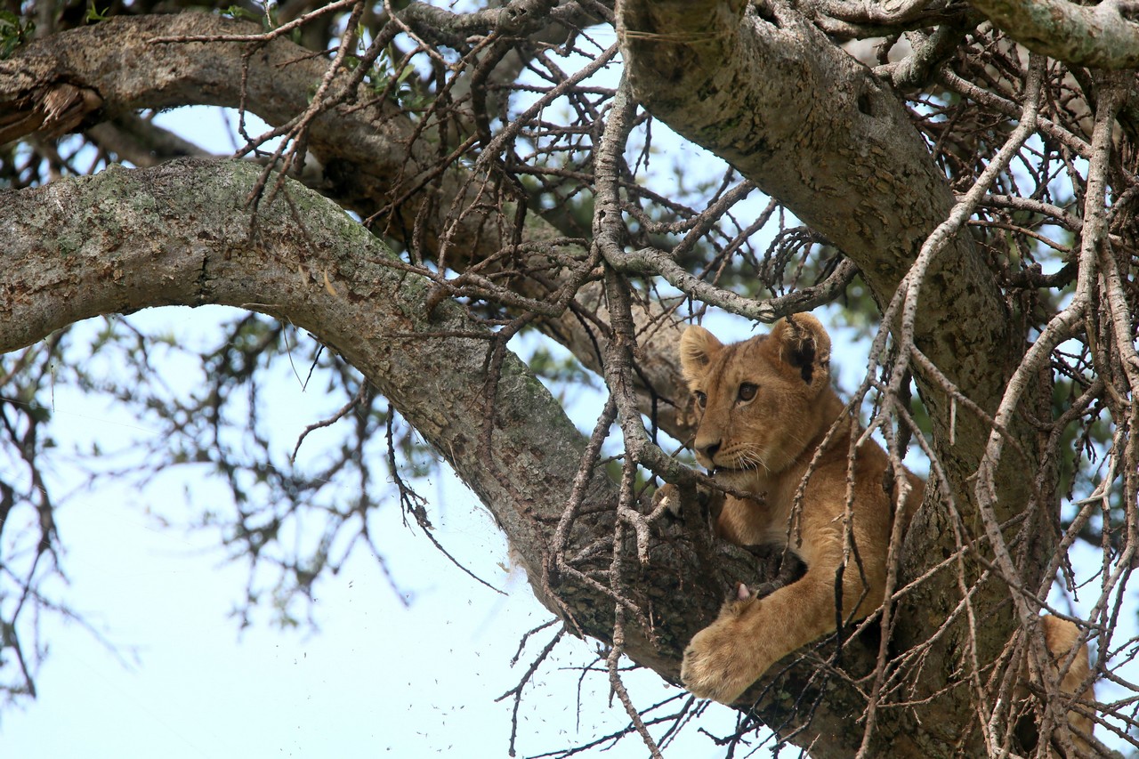 Lion cub in a tree - Masai Mara - Kenya