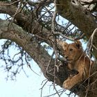 Lion cub in a tree - Masai Mara - Kenya