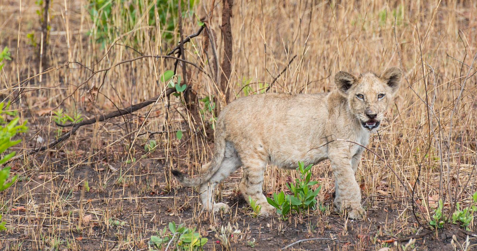 (( Lion cub on tour ))