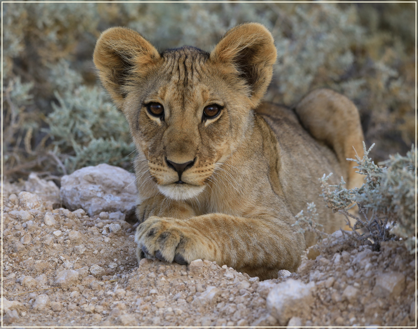 Lion Cub x 2 