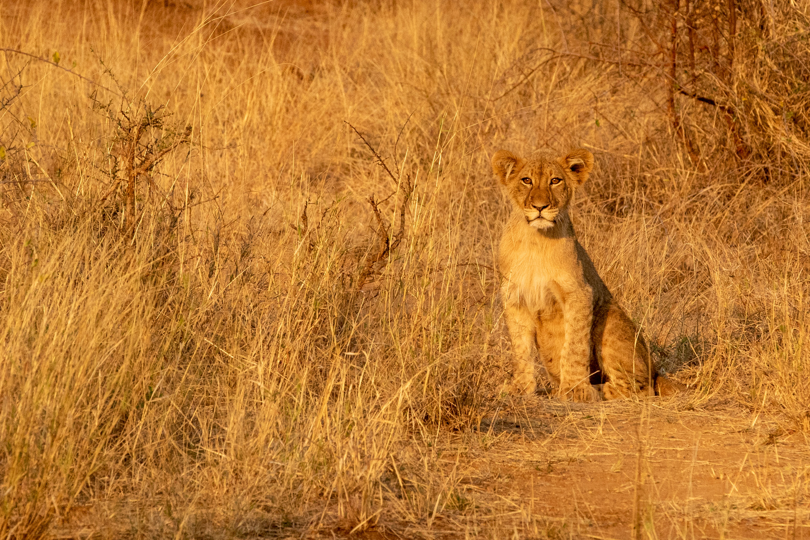 Lion-cub_01