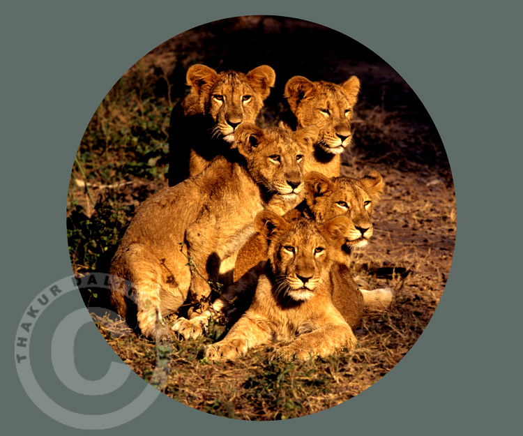 Lion Cubs