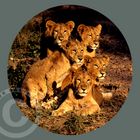 Lion Cubs