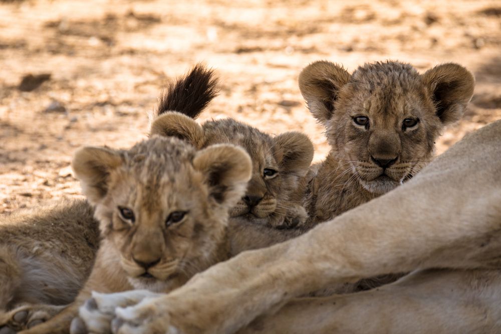 Lion Cubs