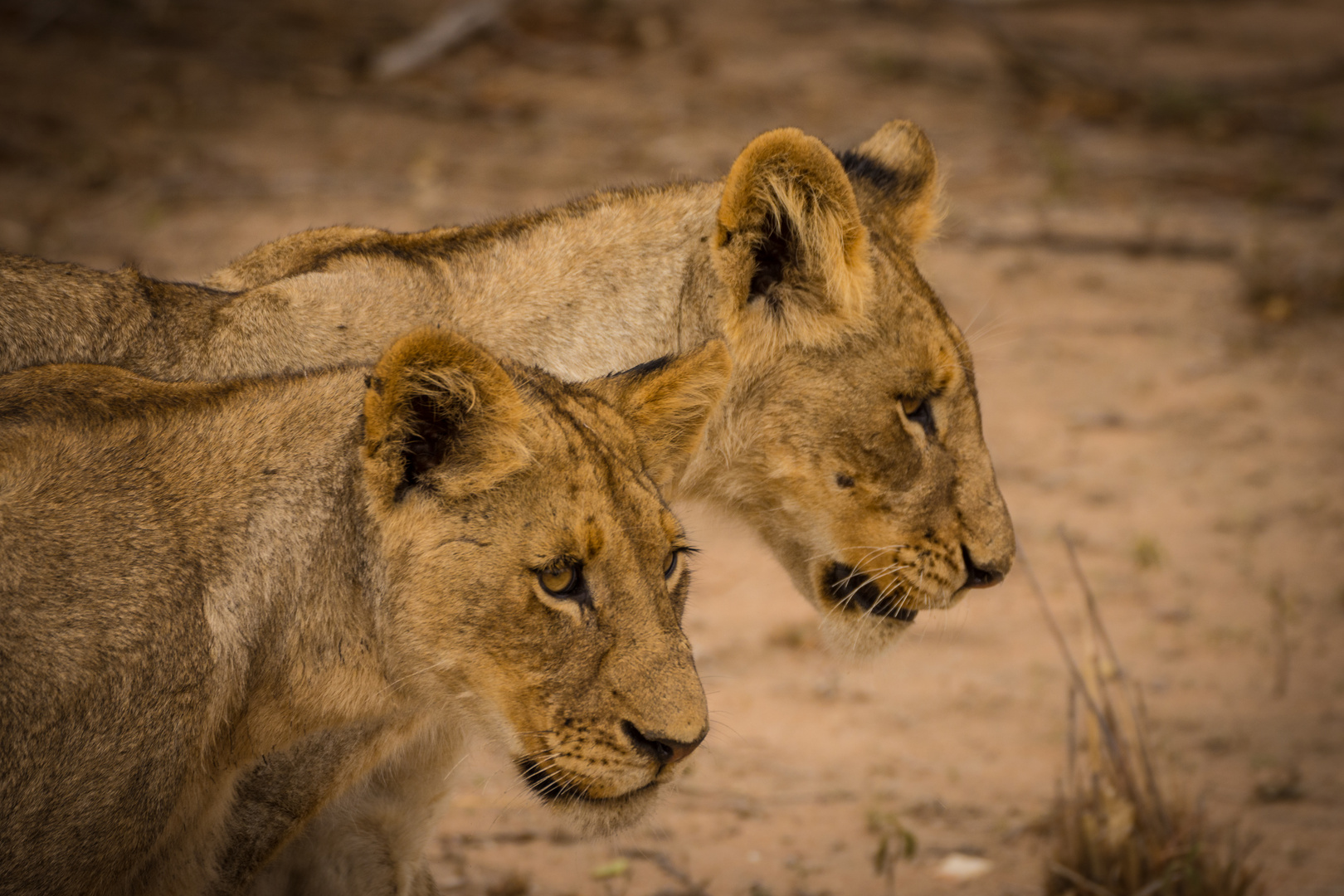 Lion Cups