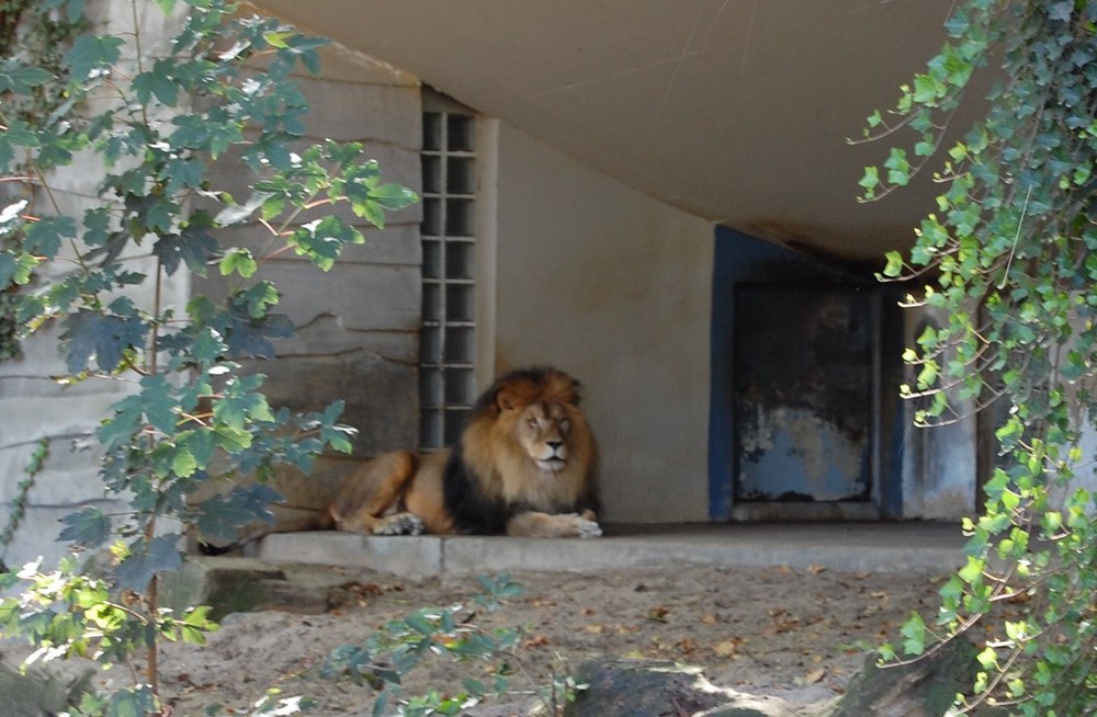 Lion d'Afrique