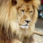 Lion d'Afrique