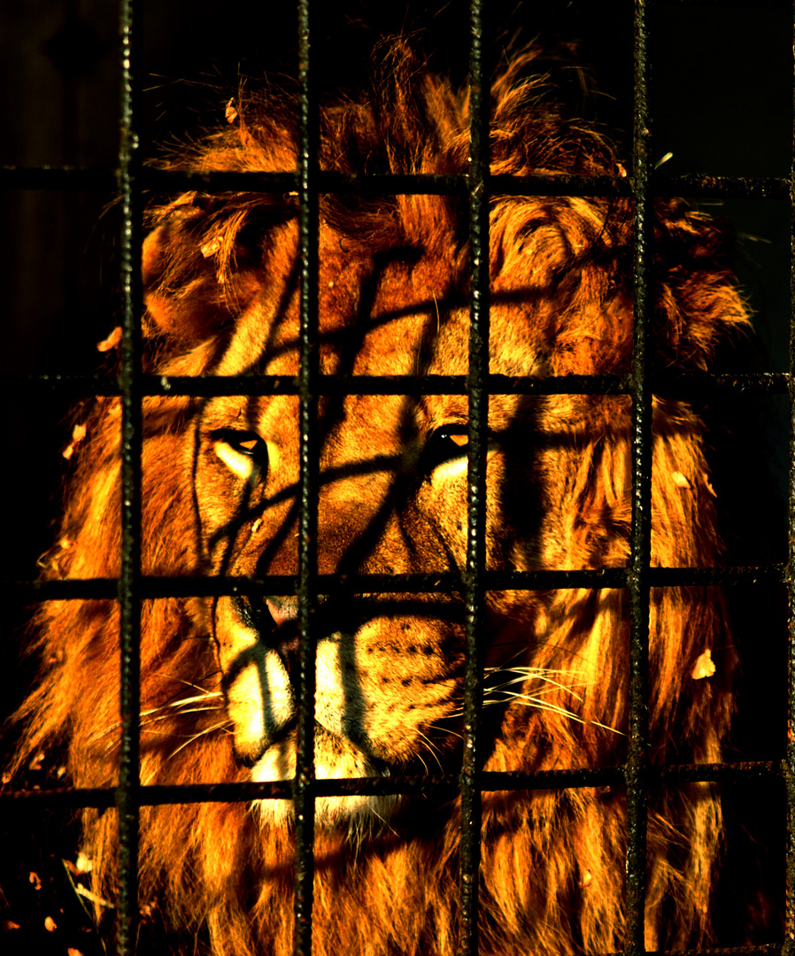 Lion de feu