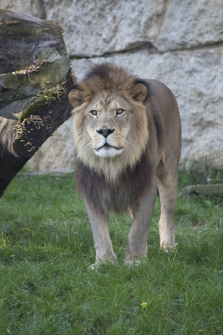 Lion de l'Atlas 3