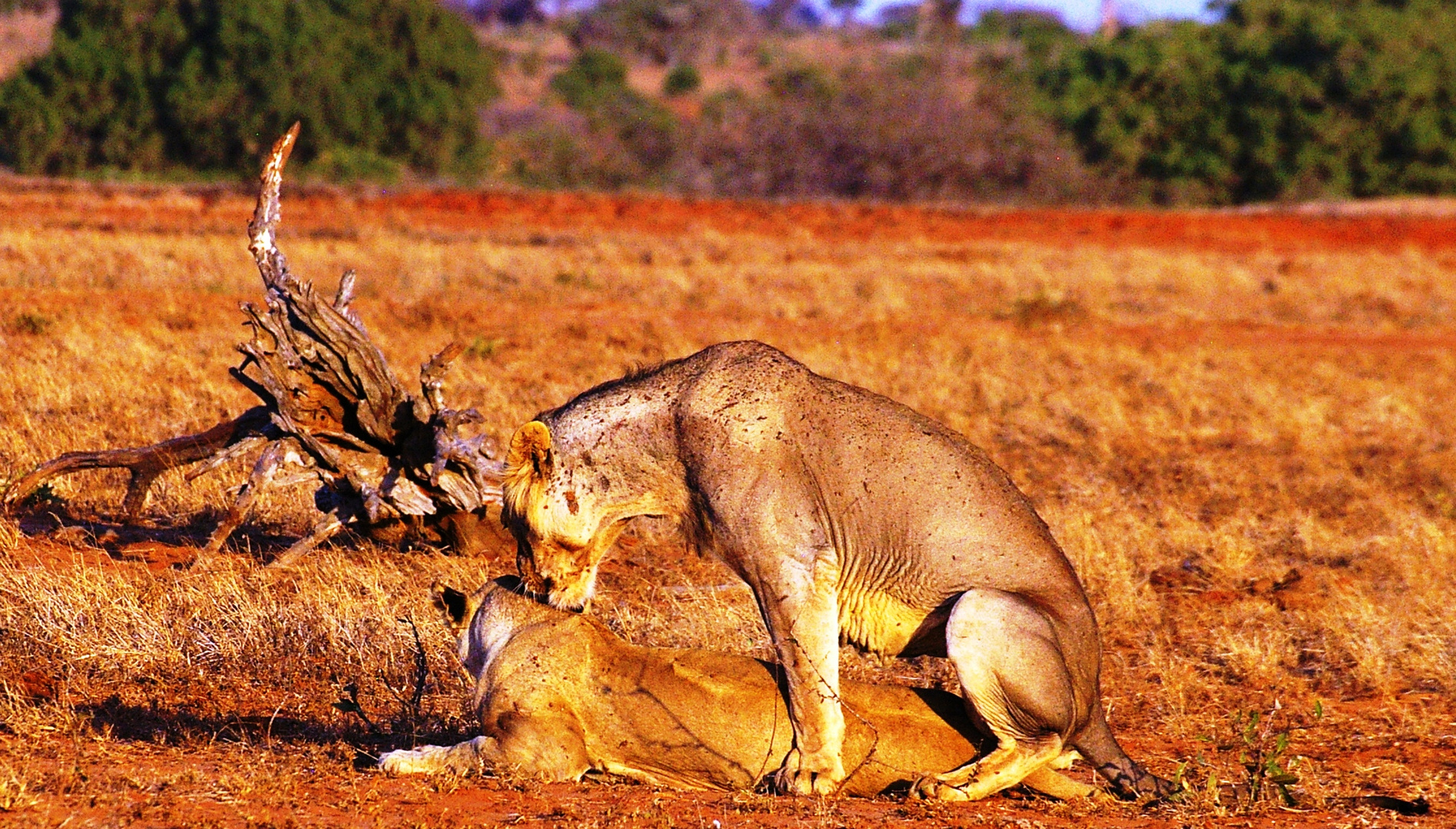 Lion du Tsavo Est, Kenya