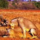 Lion du Tsavo Est, Kenya