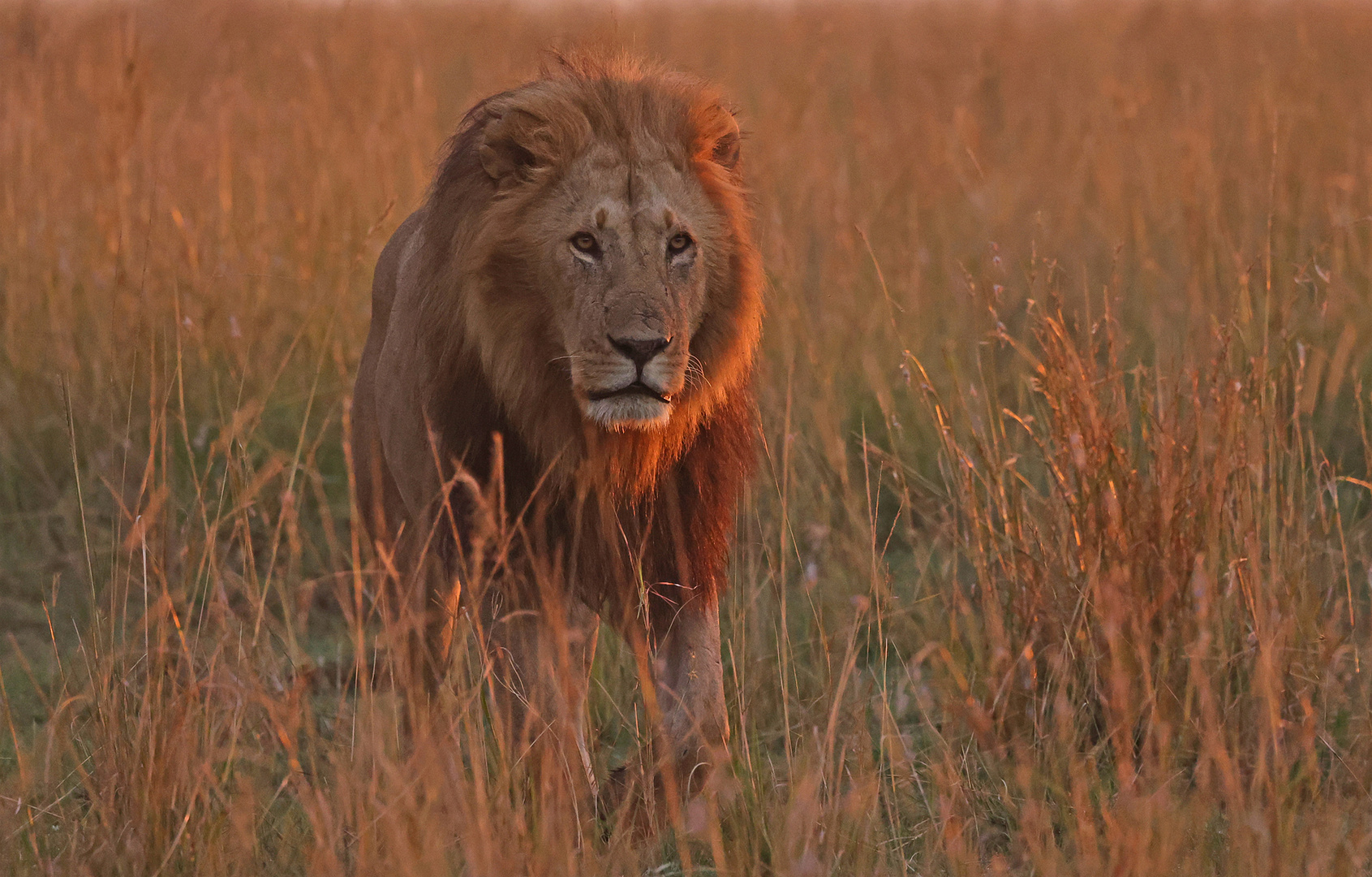 Lion early in the Morning