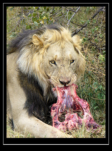 Lion Eating