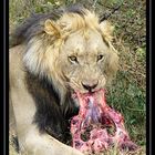 Lion Eating