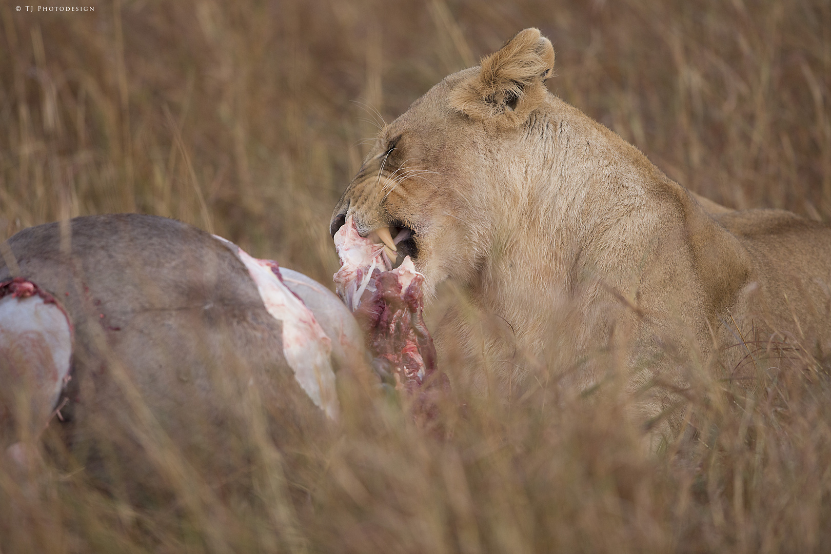 Lion-Eating